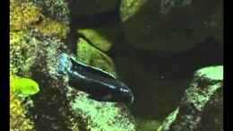 Video Melanochromis johanni von Olli N. (M-g2jnwjkZU)
