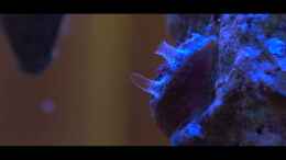 Video Muschel im 1l Nanoaquarium von Traum-Hobby.de (M7vNmNtSxpU)