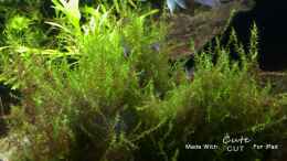 Video KInder von ehemaliger User (MMu1GQfCB-c)