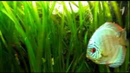 Video Meine Diskus:-) von ehemaliger User (MQN9YhEWvAk)