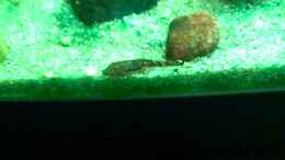 Video antenni von baw (MQiQVvuh4Q0)