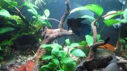 Video Kampffischmann Marley von okefenokee (MZ4S9FaxLfs)