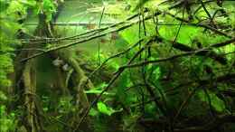 Video Roter von Rio von Botia (MaGyjBGQy40)