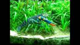 Video Australischer Flusskrebs von Rheinländer (MfCfaPMwL_E)