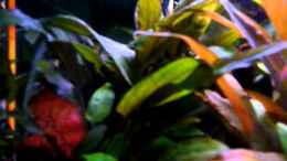 Video Film 17.02.2011 von Ray1975 (MgPOzMRCI9M)