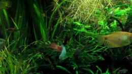 Video Goldener Gurami von ehemaliger User (Mlh4-G2YHFY)