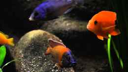 Video Meine besten Pferde im Stall von boffix (MrdDSTEl-Xo)