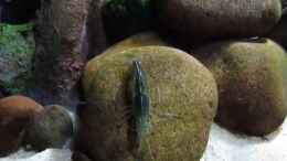 Video Yamatonuma-Garnele im Aquarium von ehemaliger User (MvF8JuJo8cw)