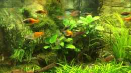 Video Regenbogenfische von H.T. (Mwxx9Ld5jOA)