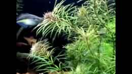 Video Boesemani von Thomas Brandt (MzQ5kzqn84Y)