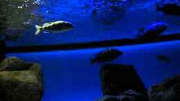 Video von Oeli (N-Yq3sAmN-w)