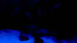 Video Diskus-Freak von Diskus-Freak®aka Benny&Anja (N-eQjHz4BSM)