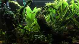 Video Abenddämmerung am Amazonas von herkla (N2lVEGbWmxs)