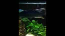 Video Malawi Becken von Jennifer Clee (N2qrylRCTUg)