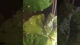 Video T. pumila von oben von NaMo (N6MdKdF261Q)