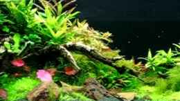 Video 340l Tank "Asian Red Dwarfs" von -serok- (N8TPXB1Ig1Q)