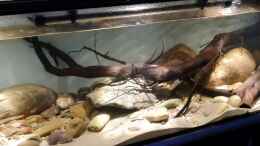 Video North American biotop  von Aqua fan (NACUFkDjoFA)