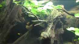 Video Aquarium Südamerika Biotop von ehemaliger User (NEeaINBCsZA)