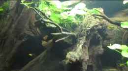 Video Aquarium Südamerika Biotop von ehemaliger User (NEeaINBCsZA)