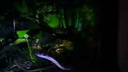 Video Dornaugen in der Nacht von odin 68 (NJge3MXRPFg)