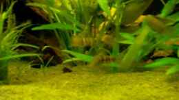 Video Mein Aquarium von ~Johny-Foxx~ (NKwe729F2aI)