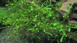 Video ~ The Green Hills of Asia ~ von ehemaliger User (NQYTdqh9NRg)