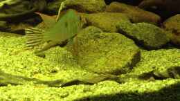 Video Erste Red Head Junge von Thomas S-H (NVN6c5i0A8s)