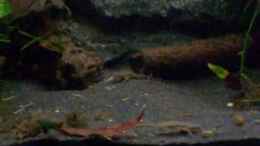 Video Meine Zwergkrallis von Lisa. (NXMNXPgid44)