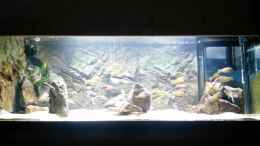 Video tropheus red rainbow von Riftvalley88 (NcqZ_3zqDTo)