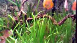 Video Südamerikabecken / Diskus von Don Jupp (NiNdMEGbJhU)