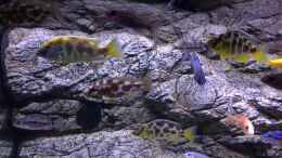 Video Sicht durch die Frontscheibe von Purki (NmBGeMn_8U4)