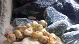 Video Meine neus Kolonie von Julien Preuß (NnGm-z7XS2U)