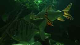 Video Nachtsalmler von kellerkind (NoJ4KrUrNJQ)