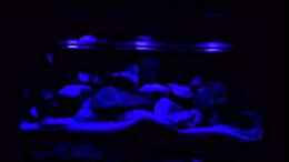 Video Mbamba Bay Island von Tobias Sch. (NrjBvWPnG3k)