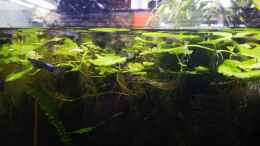 Video Fisch suppe von Alexander Deepocean (NwHfAAPfX74)