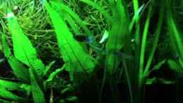 Video 27l Nanocube von Bojo (NyHYDasT8ak)