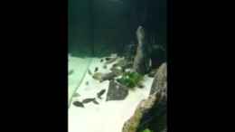 Video Tauchgang part 2 von Elsiman (O1RjFCRswnA)