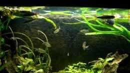 Video Brycinus macrolepidotus von Romulus71 (O2RdMljOGjM)