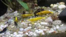 Video Streit ums Futter 2 von okefenokee (O33O1WyUWJI)