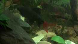 Video Fütterung 240L Strömungsbecken von Reneè Thissen (O7J9t0Z4eW8)