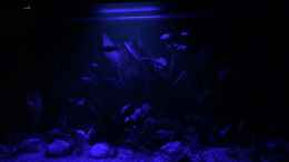 Video 25.11.2021 Vollmond in Neuguinea von herkla (O86fBKSvBzQ)