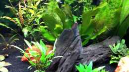 Video Asia Dreams von Nastassja&Mario T (O9eEyEFkfpI)