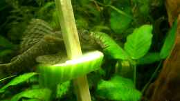 Video ancistrus beim knappern von Bazzi (OD3lkwGEtdU)