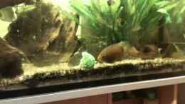 Video Aquarium (Testvideo) von Killifisch2001 (OH0tWUD0HLs)