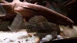 Video L-Wels-"Parade" von ehemaliger User (OOmNC-ldpMU)