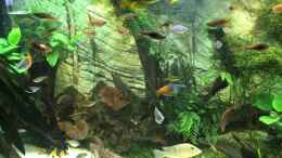 Video Regenbogenfische, Stacheaale und Hechtlinge von H.T. (OUpImamXib8)