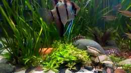 Video die Bodenmannschaft im 375 l Becken von Grünhexe (OXE3R2ok8yk)