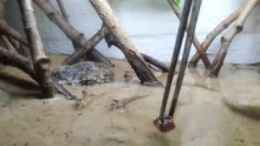 Video schlammspringer Biotop Fütterung von Der Fischer (OkJTc8YoKI4)