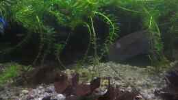 Video Nachwuchs Imbellis 2 von okefenokee (OlpNSfmybpQ)