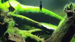 Video Biotop Aquarium Amazonas von Mel (Os0eUvBudAQ)